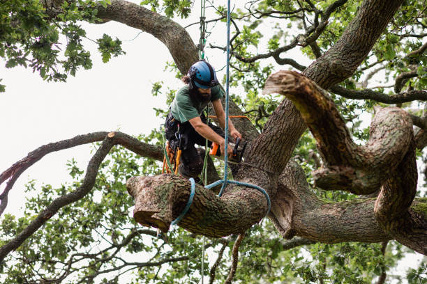 Best Tree Mulching  in Parkway, CA