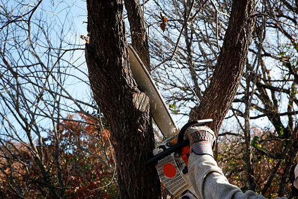 Leaf Removal in Parkway, CA