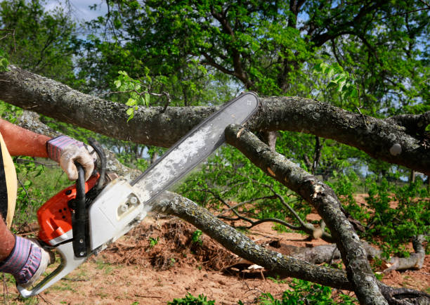 Best Tree Disease Treatment  in Parkway, CA